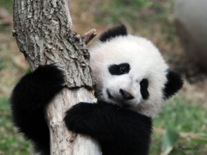 Маленькая панда фото